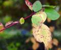 IMG_1195 leaf and stem